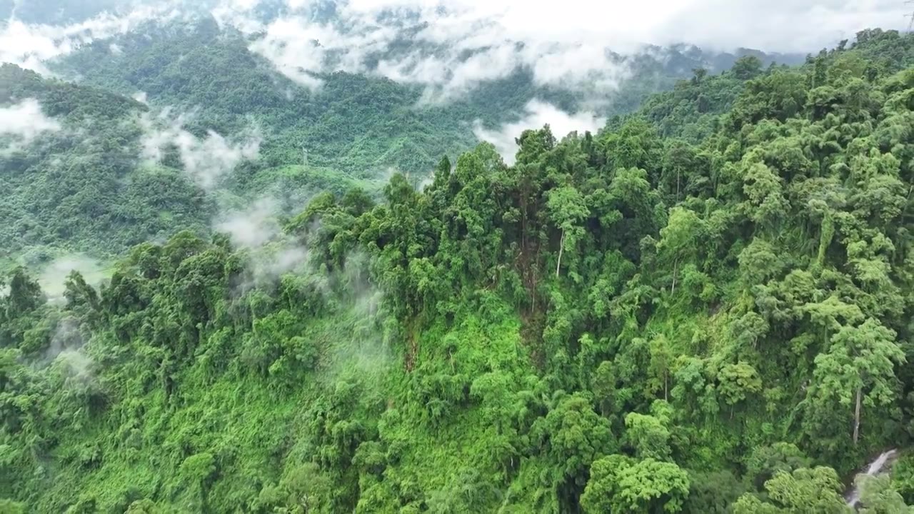植被丰富的云南德宏州热带雨林视频下载