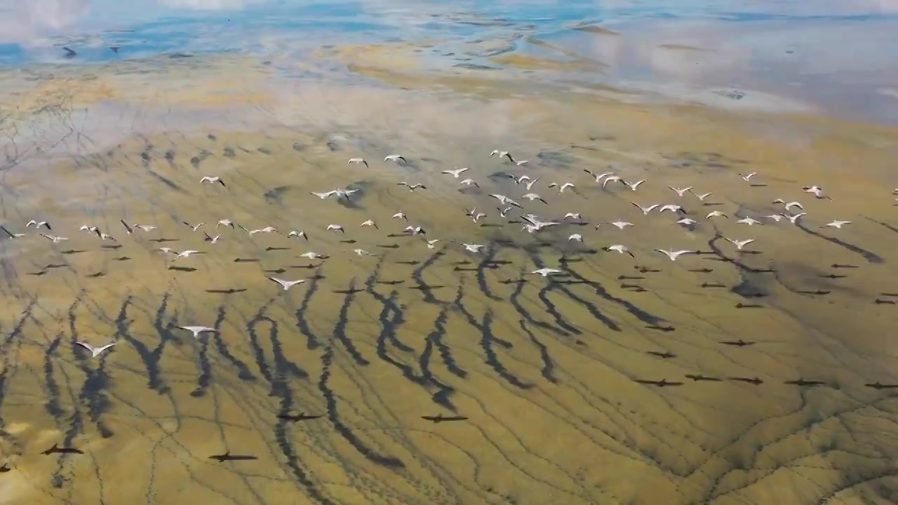 原创 新疆昌吉州巴里坤湖自然风光航拍候鸟视频下载