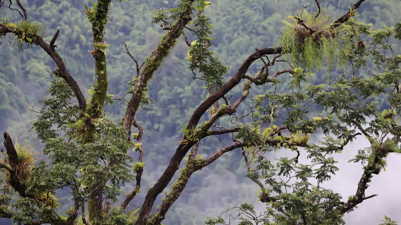 云南德宏州热带雨林美景视频下载