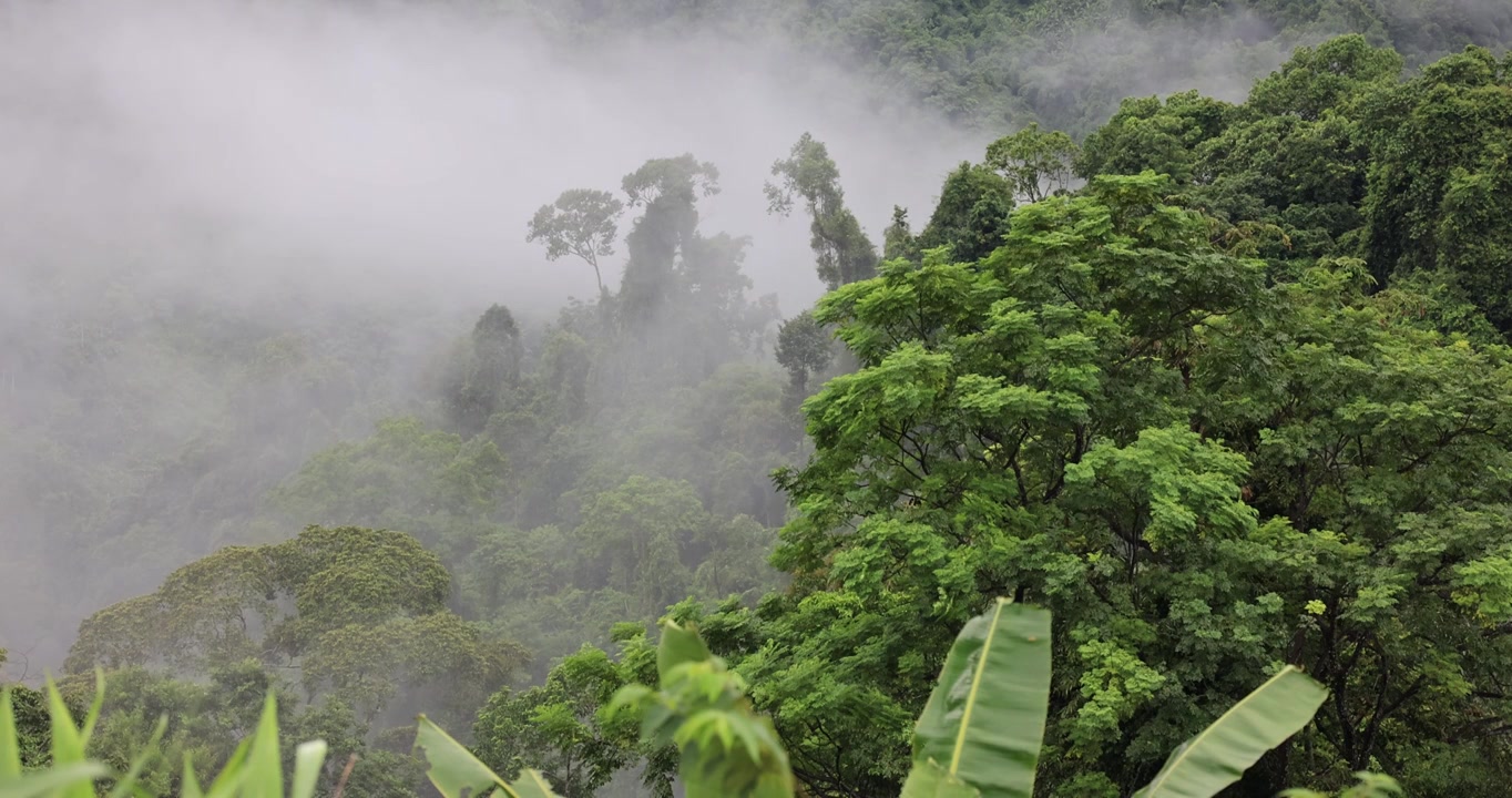 雨季的云南德宏州盈江县热带雨林云雾缭绕视频下载