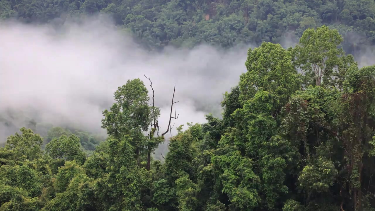 水雾飘渺的云南德宏州热带雨林风景延时视频下载
