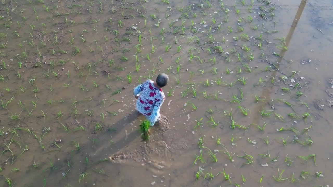 农村 传统种植 耕地方式视频素材