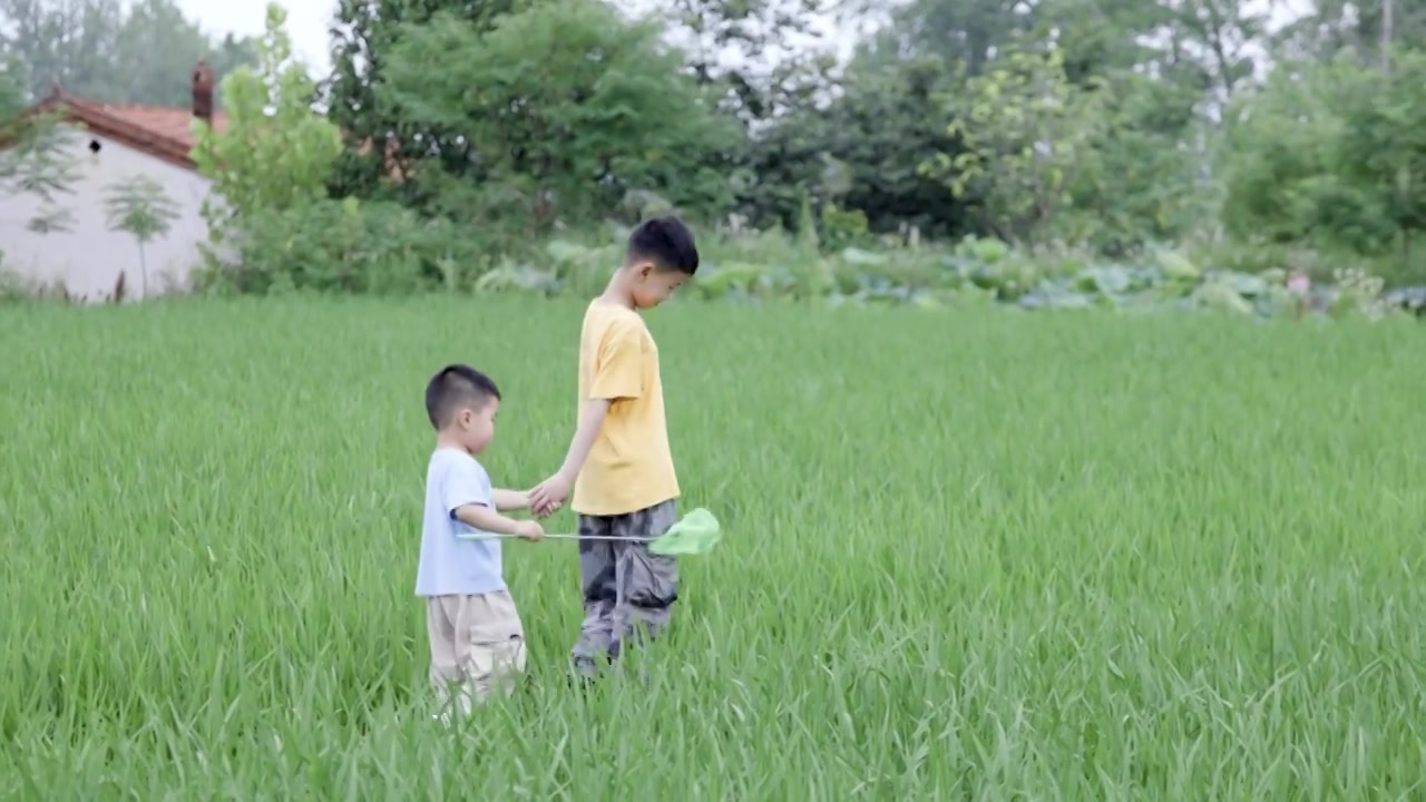 4K哥哥弟弟在稻田用网兜捕蜻蜓视频素材