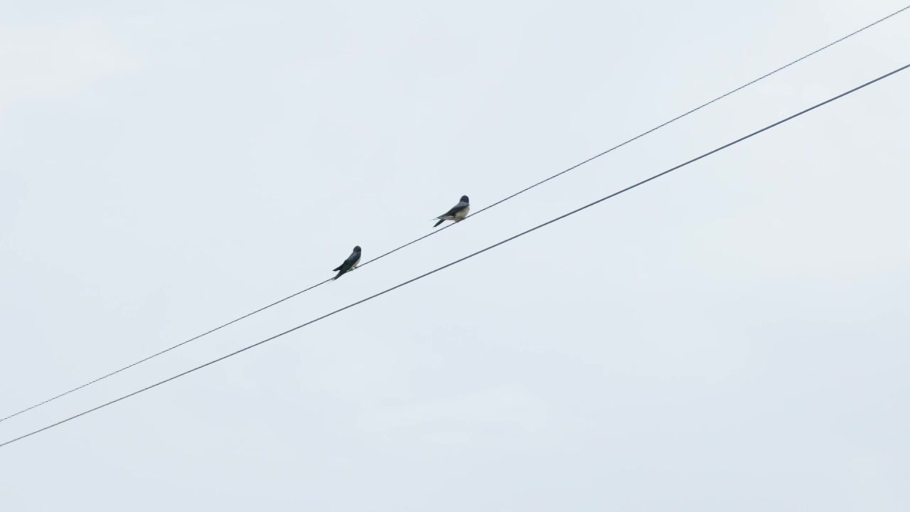 4K两只燕子在电线上跳舞视频下载