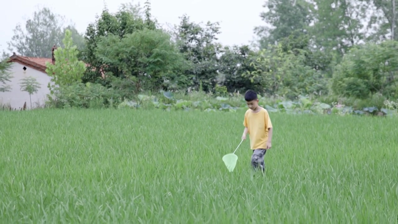 4K一个小男孩在稻田用网兜捕蜻蜓视频素材