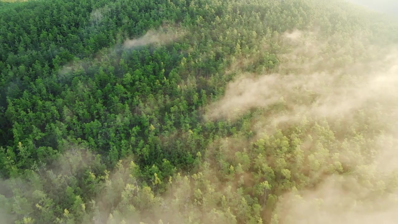 航拍莫尔道嘎加格达岭森林晨雾视频下载