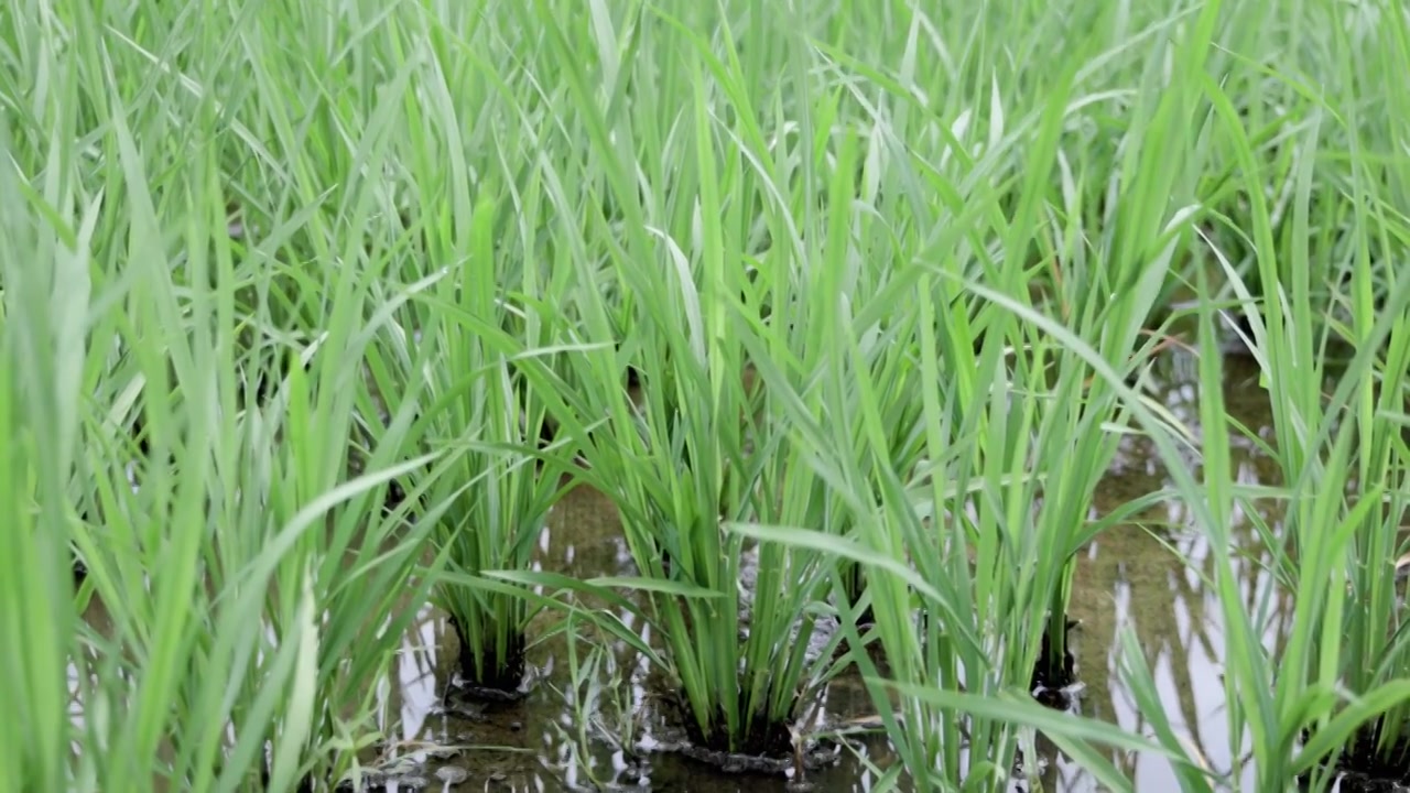 4K稻田中生长的绿色秧苗视频下载