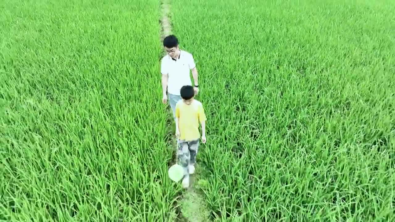 4K父子俩走在绿色稻田中拿网兜捕虫视频下载