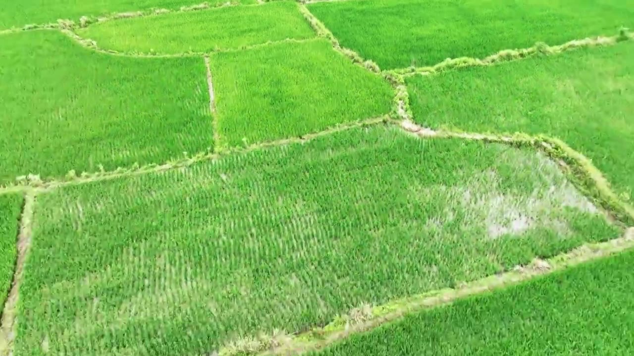 4K绿色稻田航拍视频素材