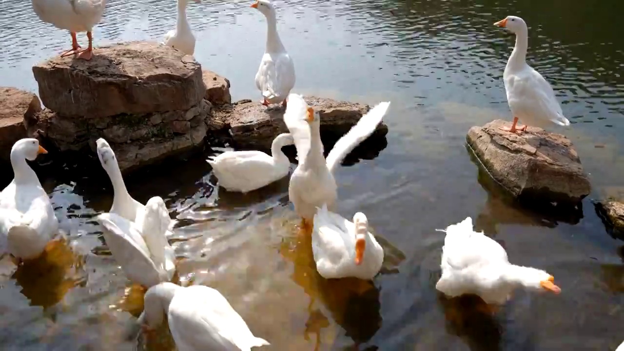 一群大白鹅站在湖边岩石上展开翅膀视频下载