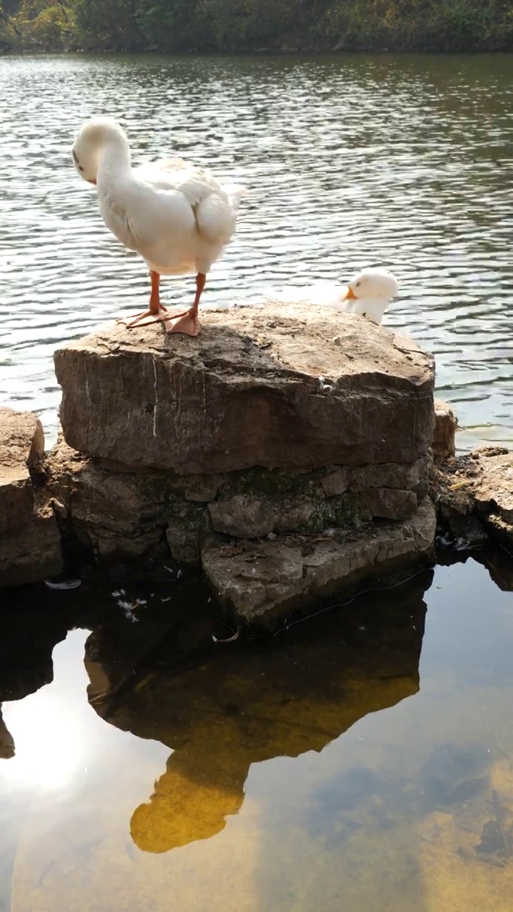 栖息在湖边岩石上的大白鹅视频下载