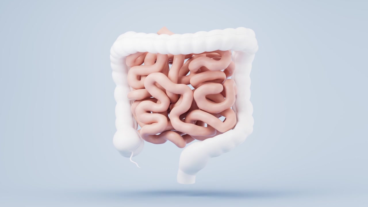 内脏器官肠道3D渲染视频下载