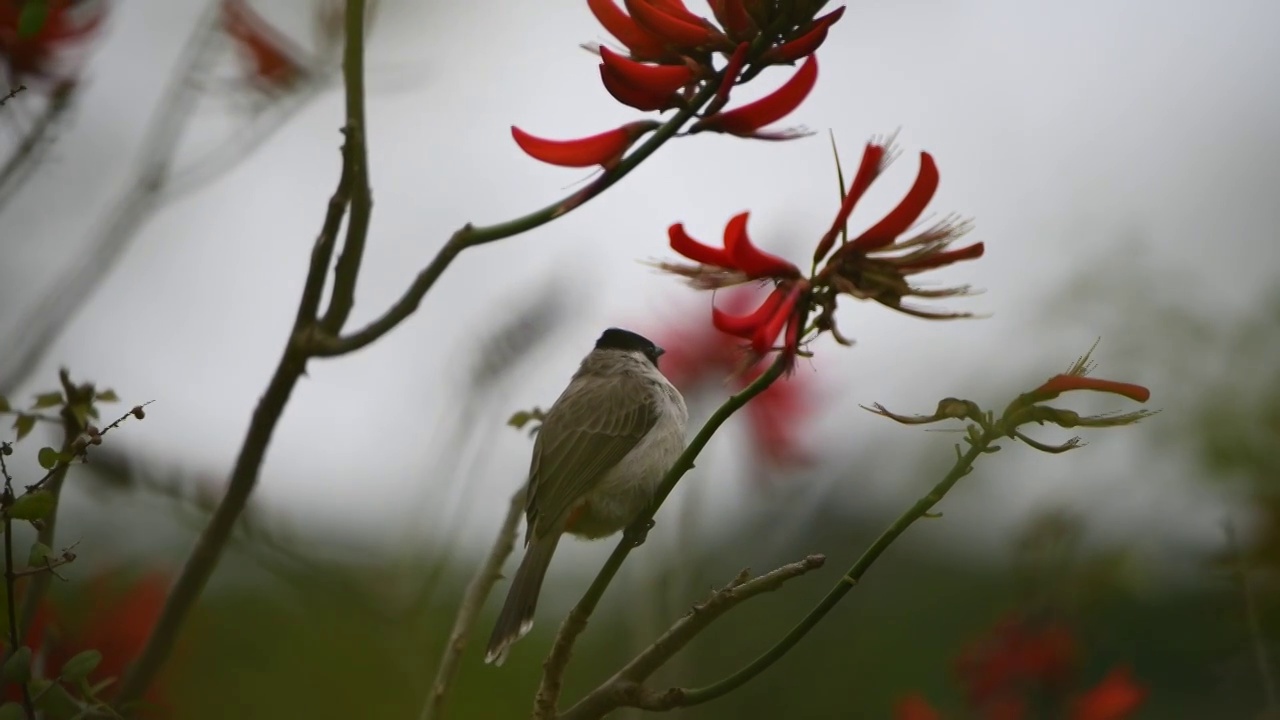 冬天盛开的刺桐花与鸟视频素材