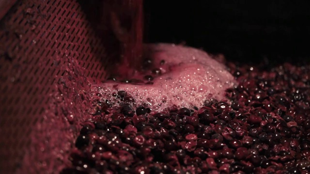 葡萄酒酿造:意大利皮埃蒙特视频下载