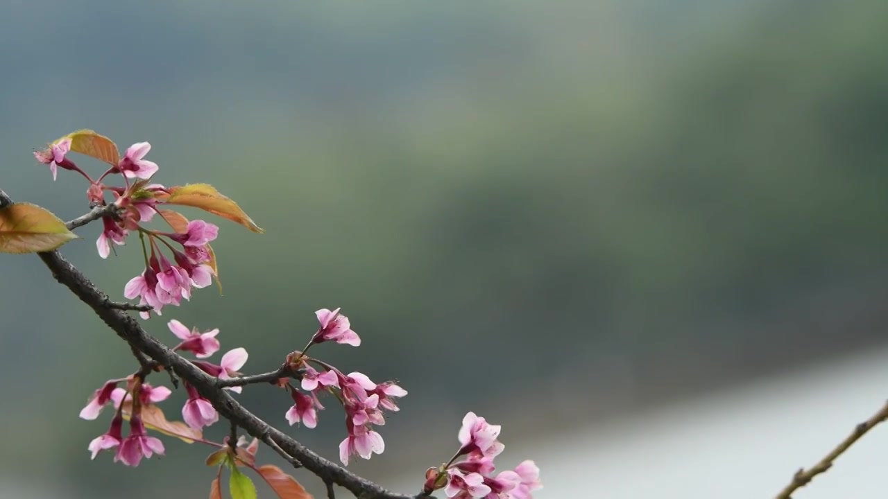 春天盛开的粉色樱花视频素材