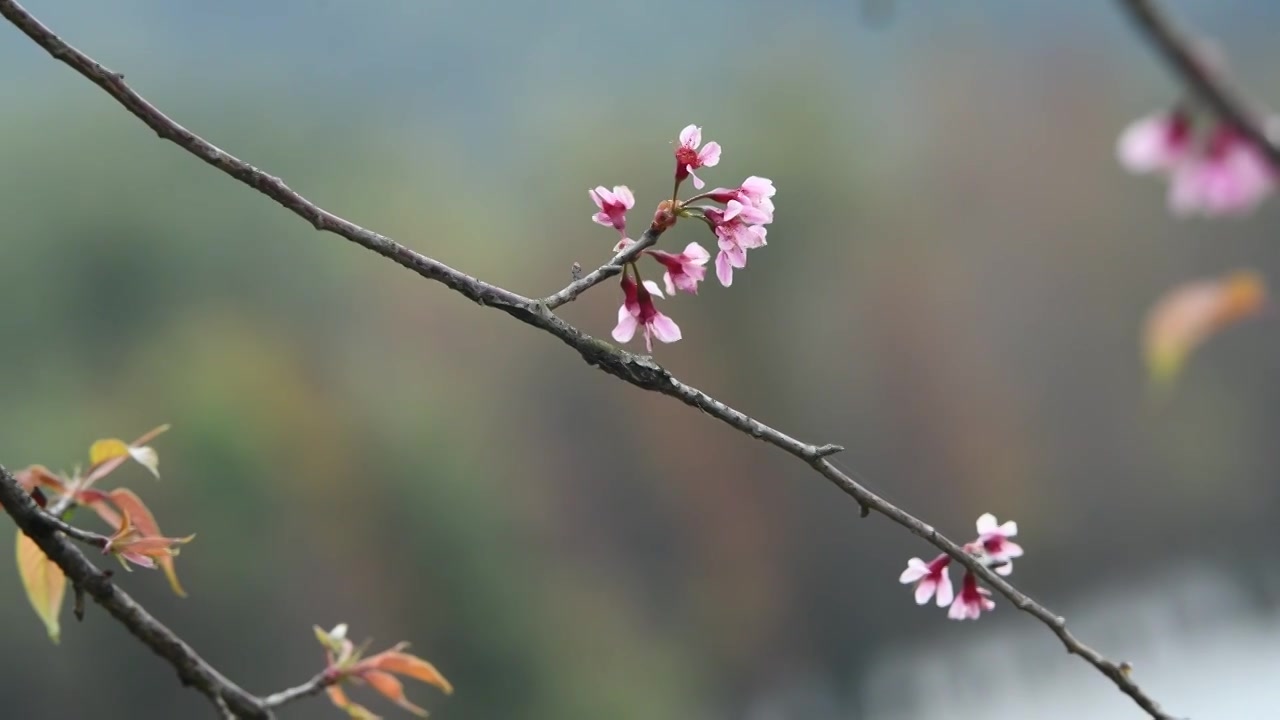 春天盛开的粉色樱花视频下载