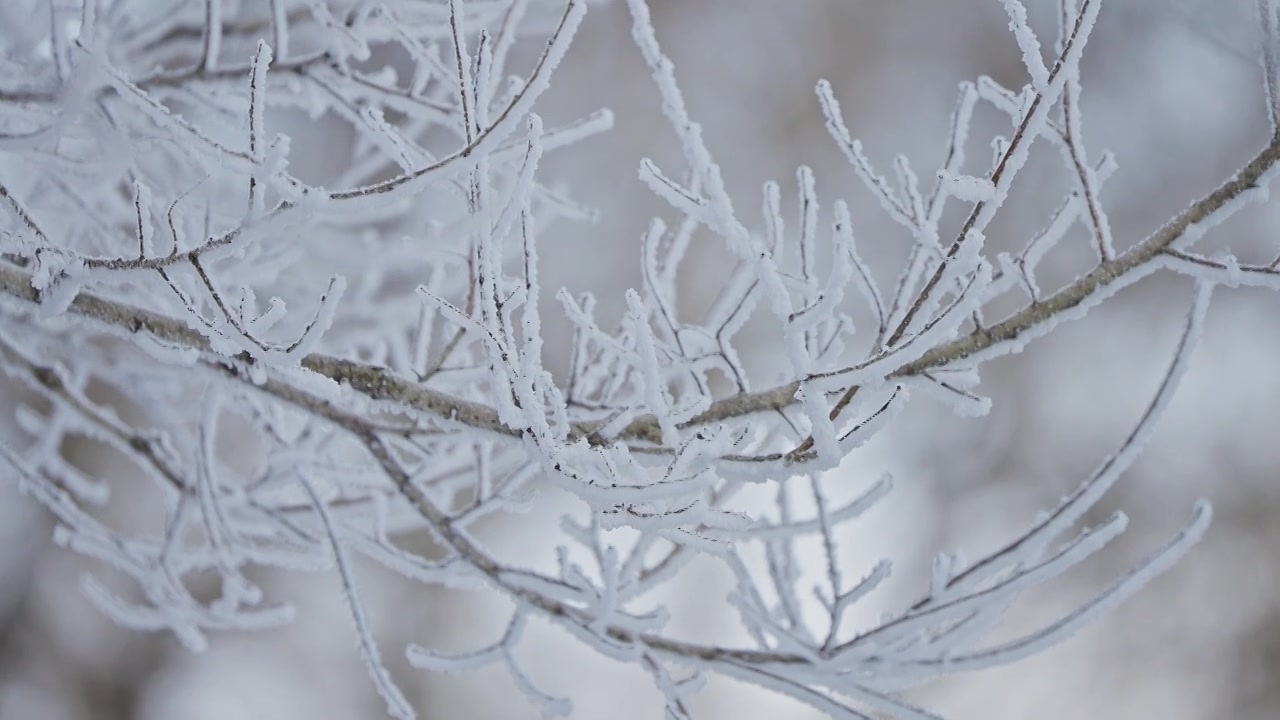 东北冬季雾凇树挂洁白唯美雪景视频下载