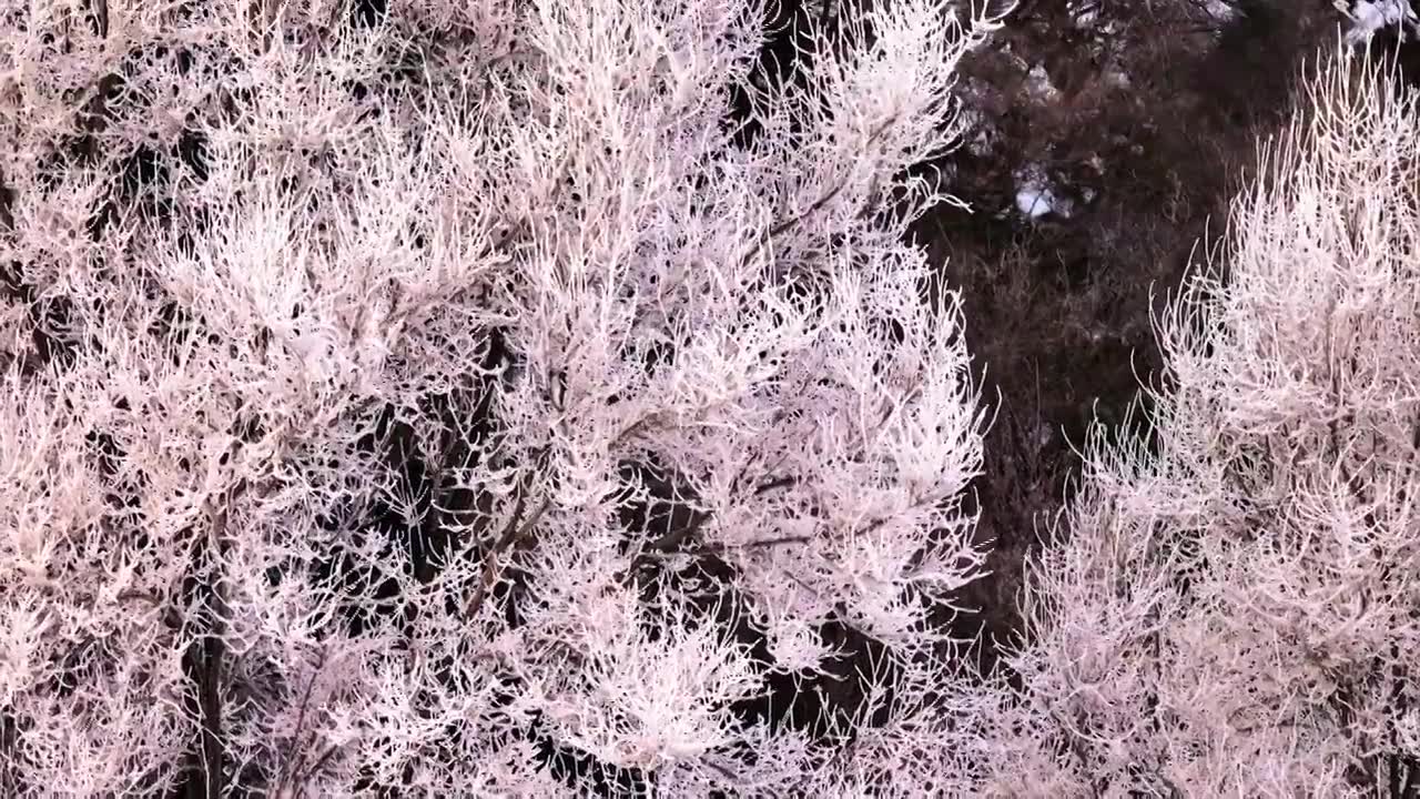东北冬季雾凇树挂洁白唯美雪景视频下载