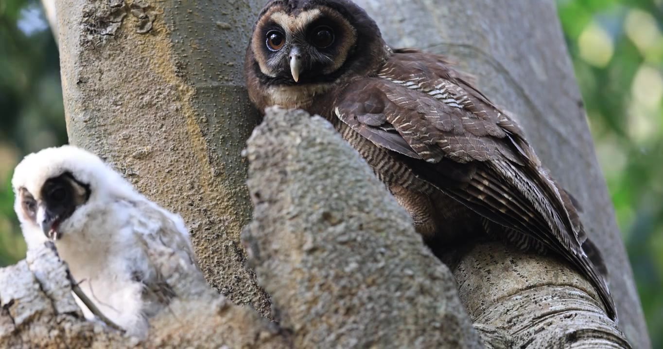 猫头鹰母鸟和幼鸟在一起视频下载