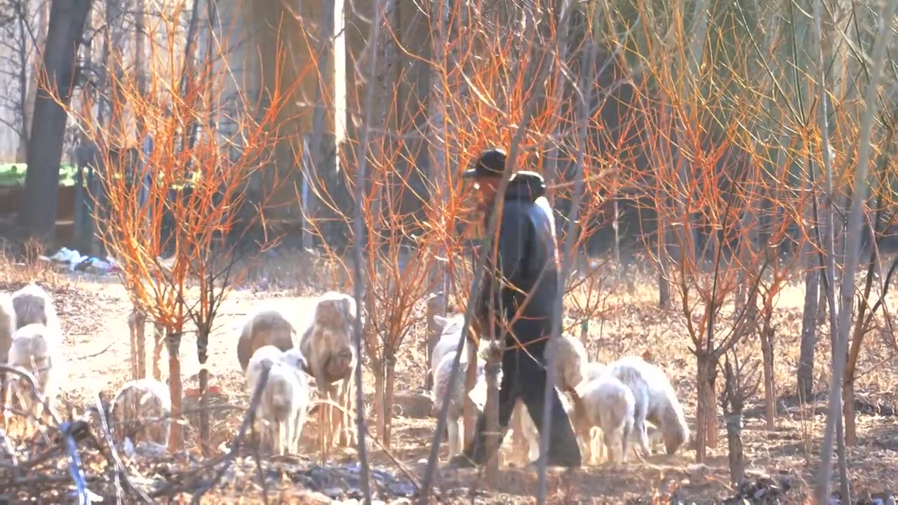 4K北方冬天放羊驱赶羊群的牧羊人视频下载