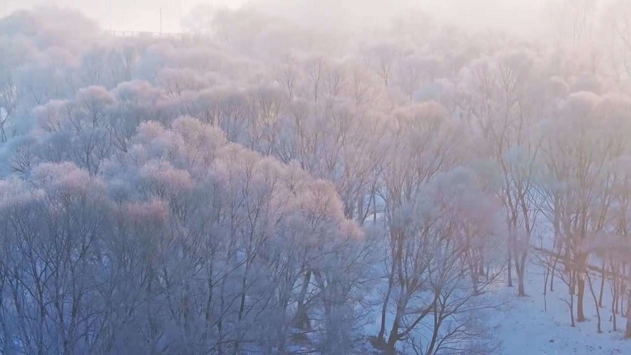 东北冬季雾凇树挂洁白唯美雪景航拍视频下载
