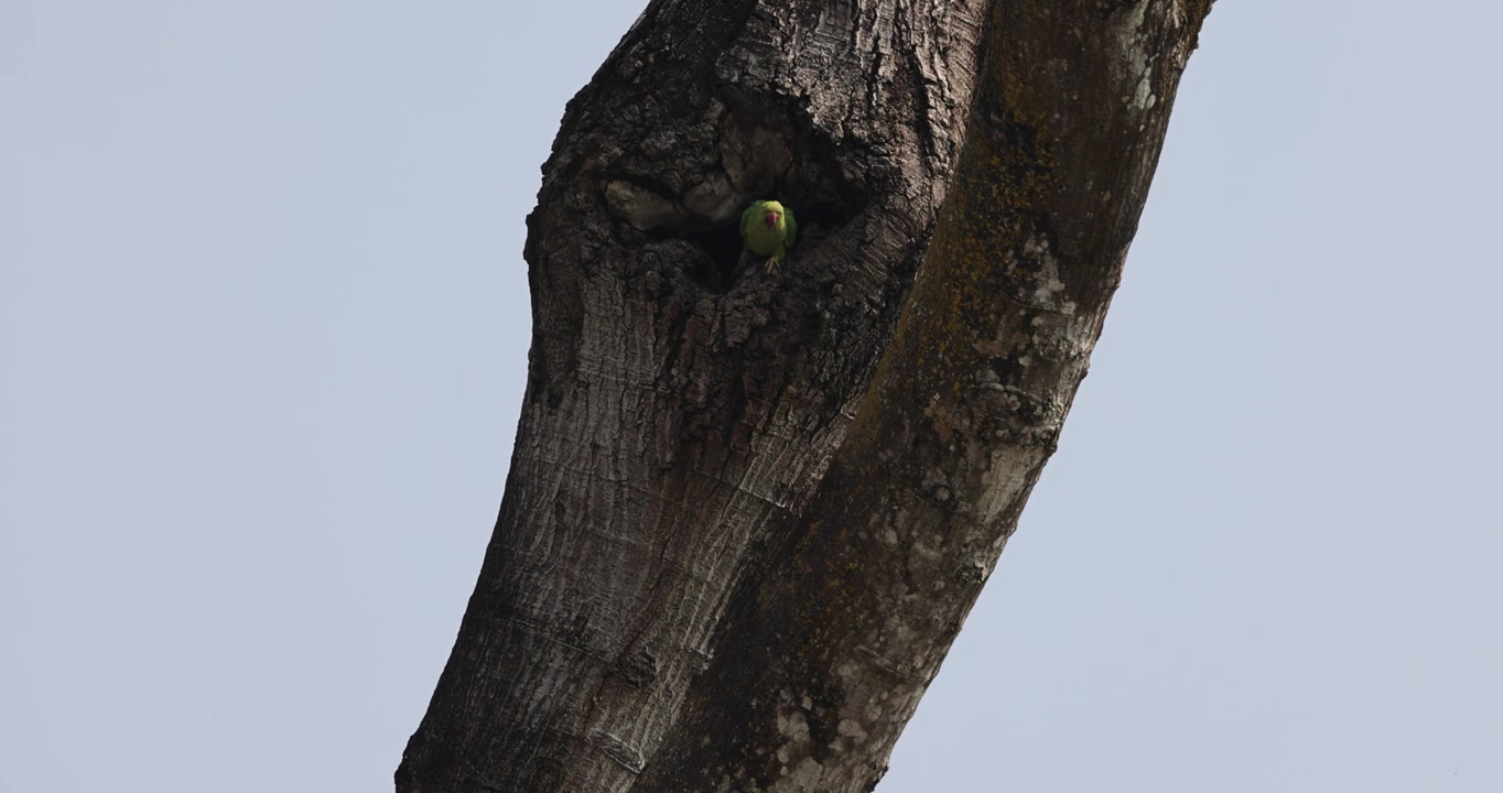 野生红领绿鹦鹉在树洞口张望视频下载