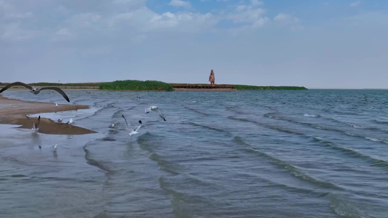 4k航拍内蒙古额济纳旗居延海海鸥合集视频下载