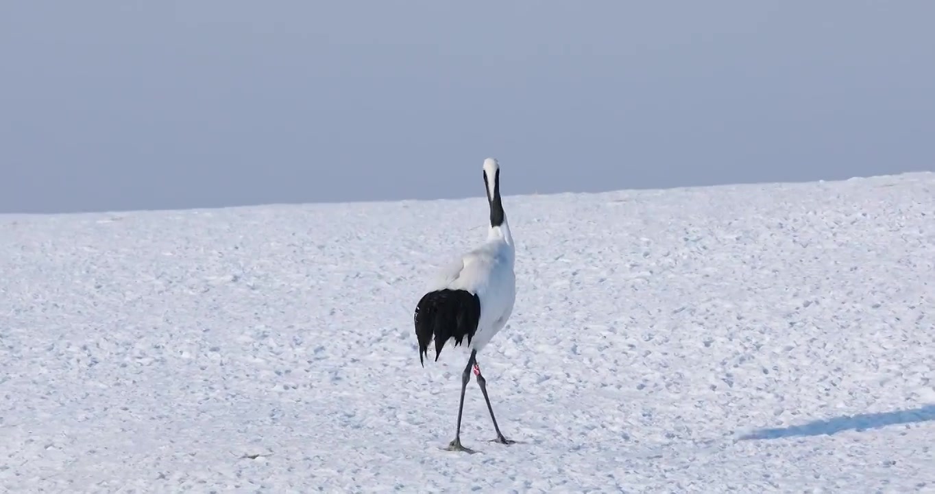 丹顶鹤，雪地中的丹顶鹤，扎龙自然保护区的丹顶鹤，冬天的丹顶鹤视频下载