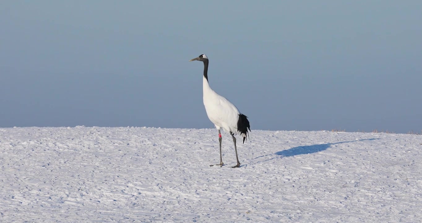 丹顶鹤，雪地中的丹顶鹤，扎龙自然保护区的丹顶鹤，冬天的丹顶鹤视频下载