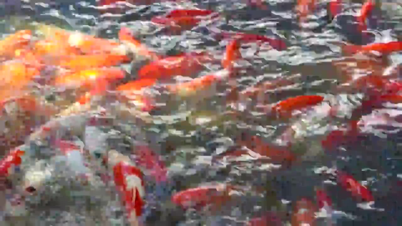 金鸡湖大群鲤鱼锦鲤观赏鱼鱼群视频素材