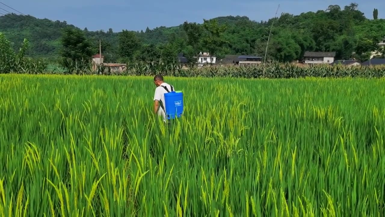 三农素材：夏天农民水稻田打药喷药实拍视频下载