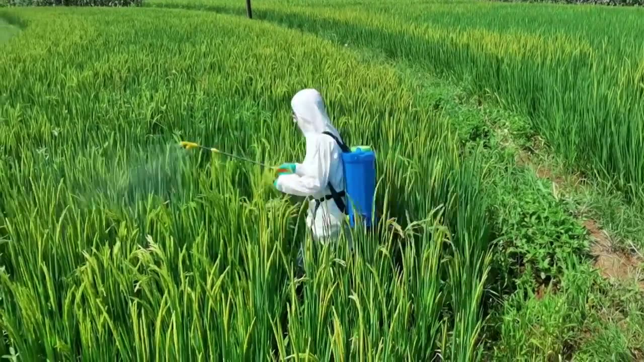 三农素材：农业工作者水稻田打药喷药实拍视频下载