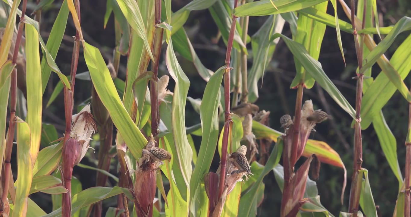 一群织布鸟偷食农民的玉米视频下载