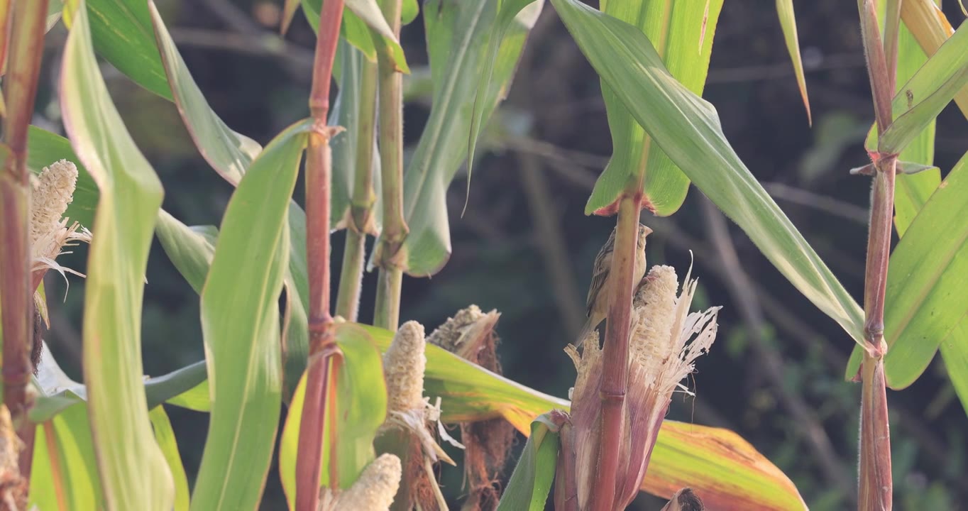 织布鸟偷食玉米视频下载
