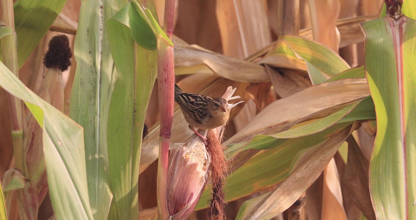 织布鸟偷食农民玉米的特写镜头视频下载