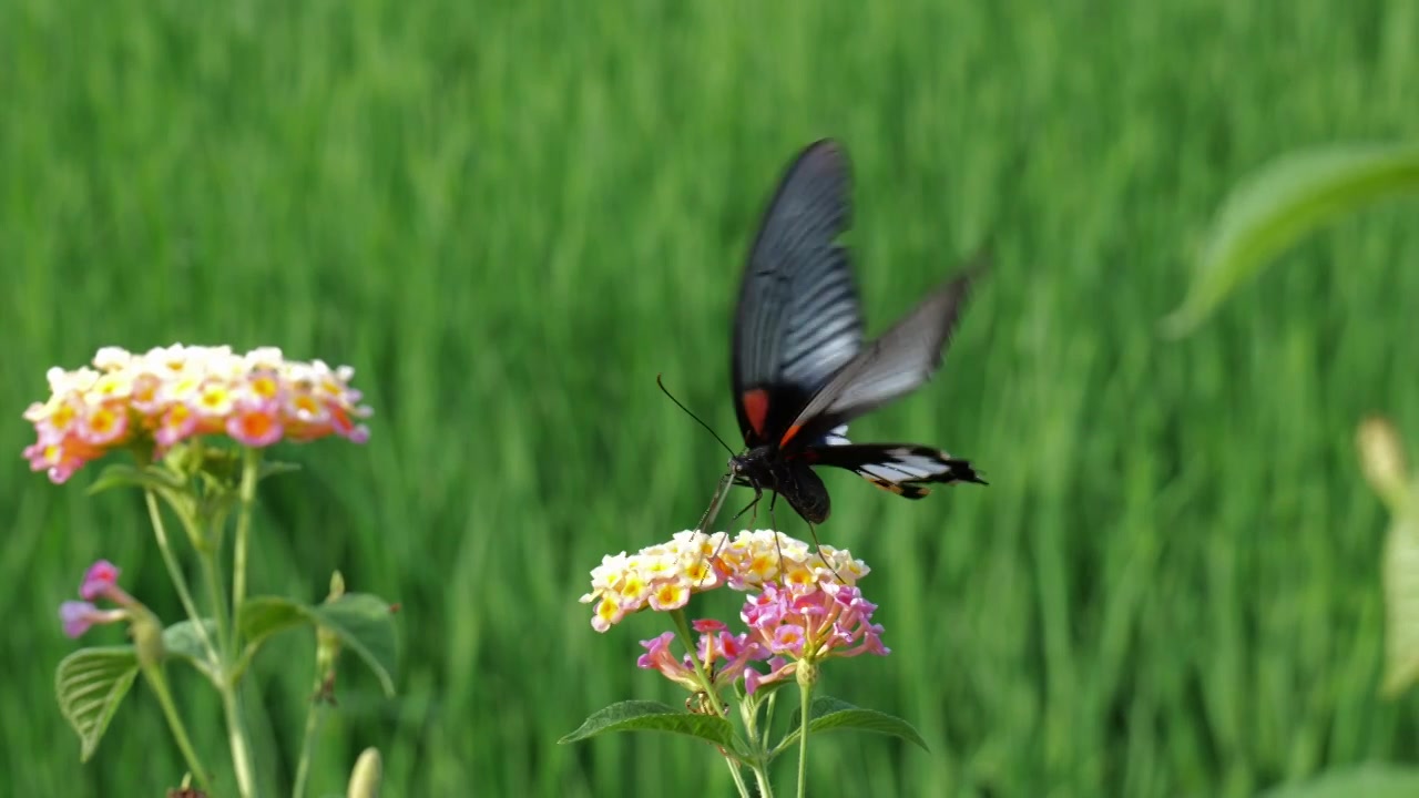 春天 花朵 蝴蝶 户外 自然视频下载