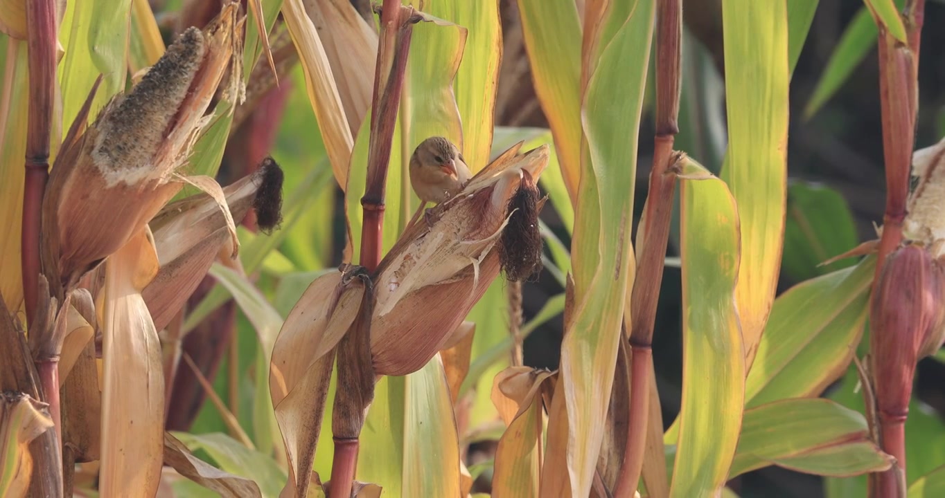 两只织布鸟取食田里的玉米视频下载