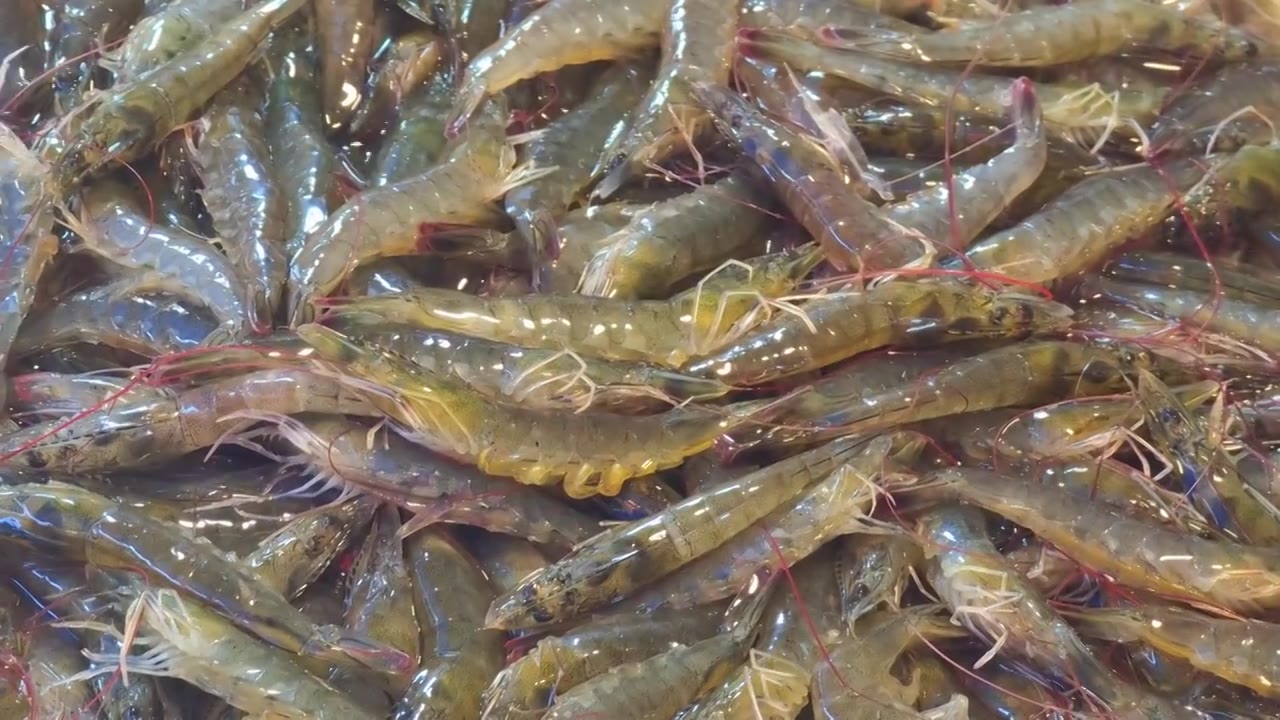海鲜市场售卖的虾视频下载