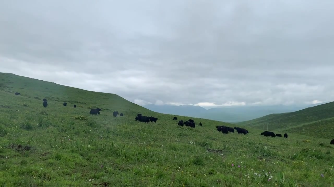 甘南夏河桑科草原上的绿草地与放牧牦牛视频下载