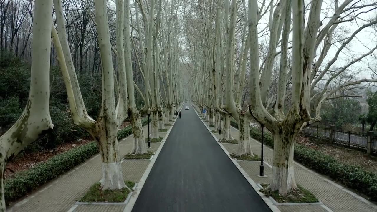航拍南京紫金山钟山风景区行道树视频下载