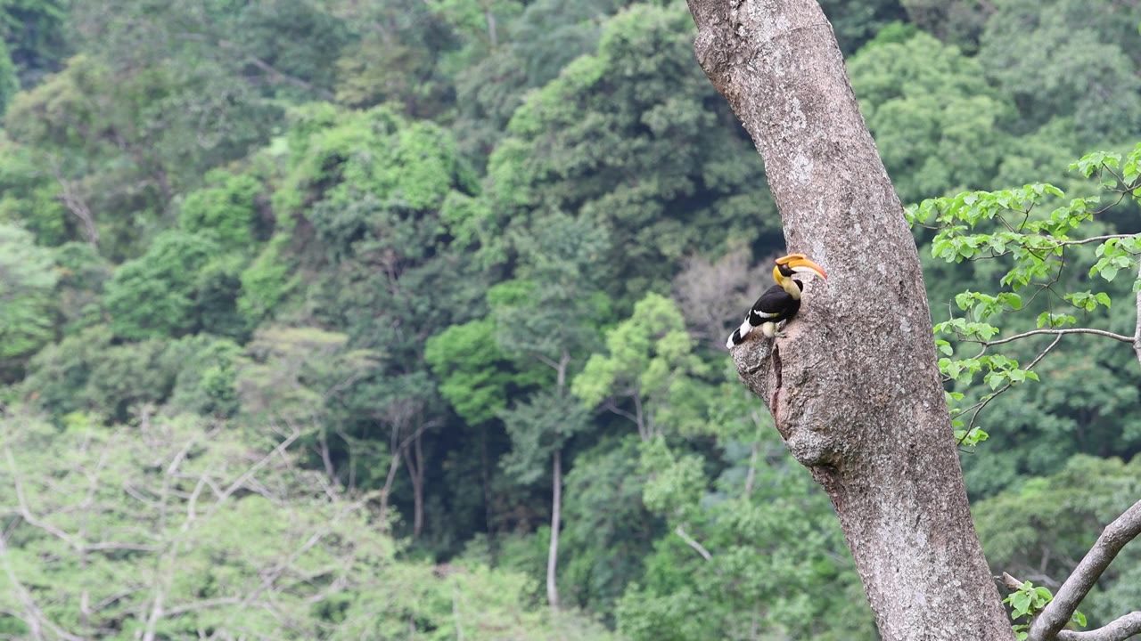 原始森林中双角犀鸟清理鸟巢中的粪便视频素材