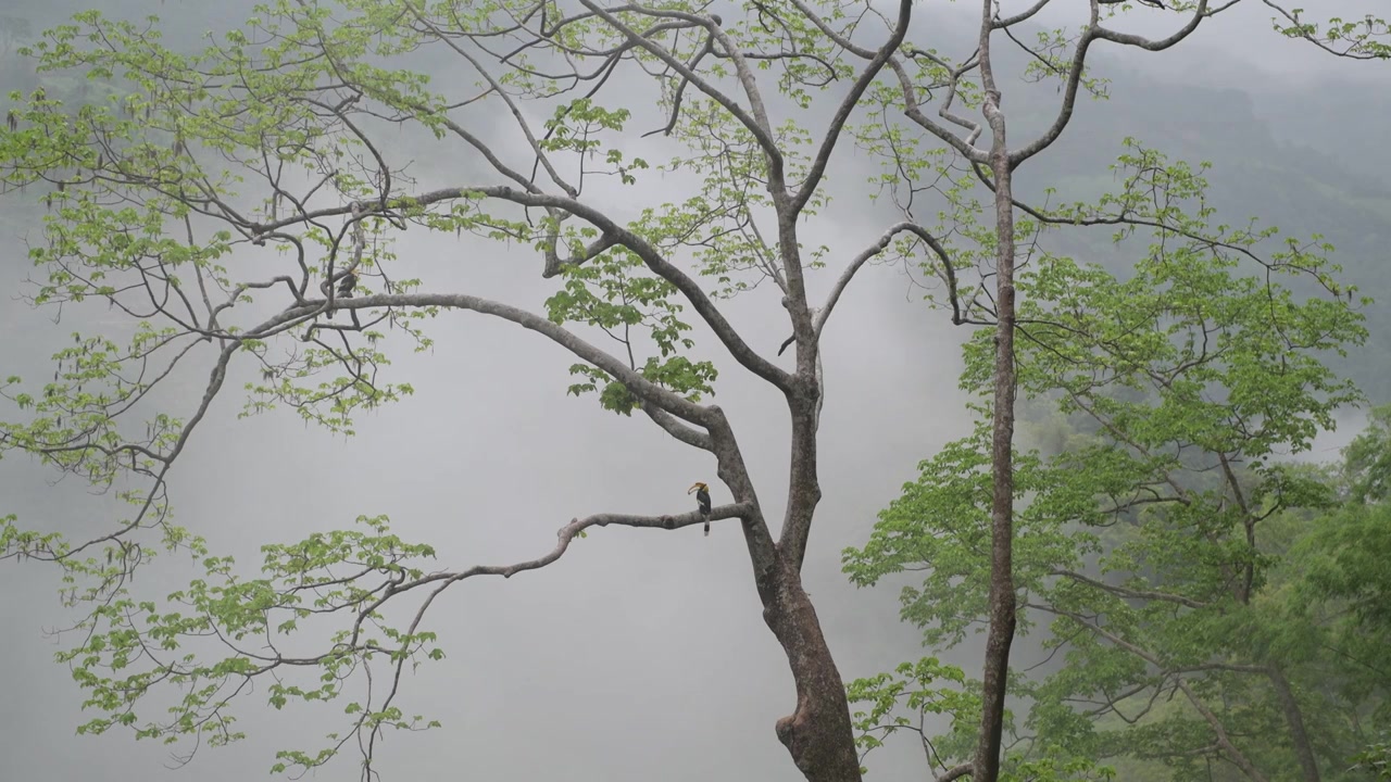 雨中的热带雨林大树上停着犀鸟视频素材