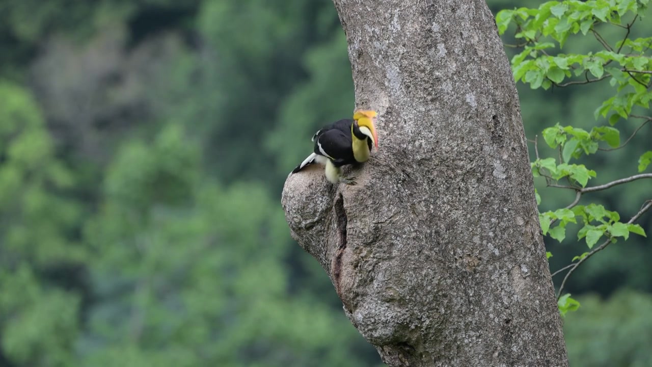 犀鸟喂食树洞中的幼鸟mov视频素材