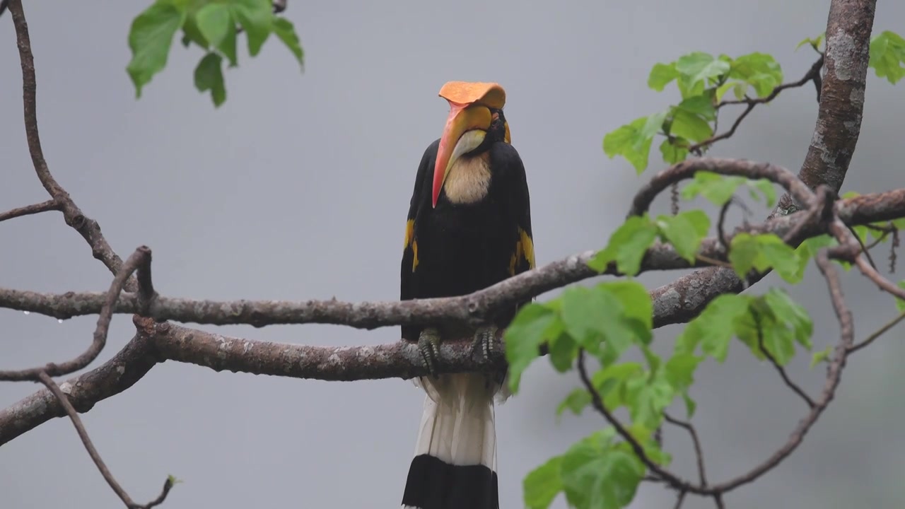 热带雨林中的双角犀鸟淋雨视频素材