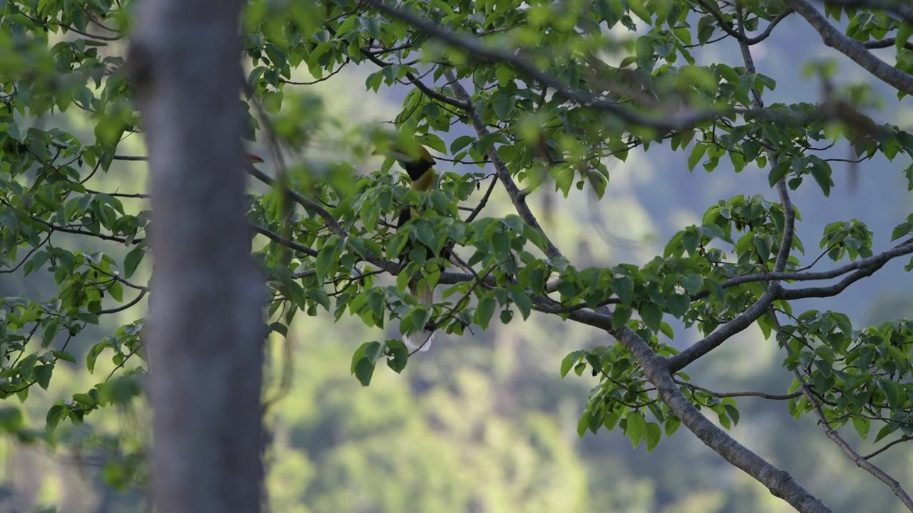 两只犀鸟躲在雨林深处的大树上视频素材