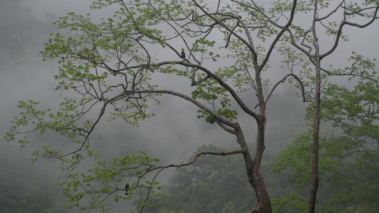 云南热带雨林雨景视频素材