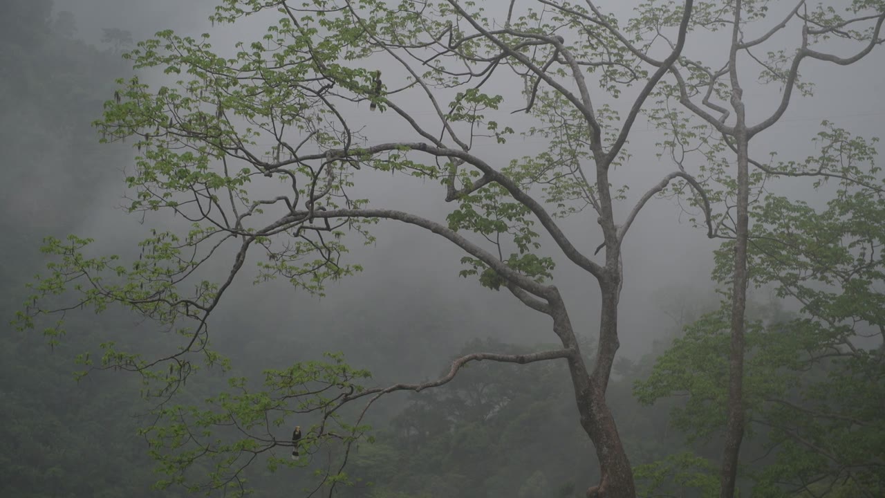 双角犀鸟在热带雨林中活动视频素材