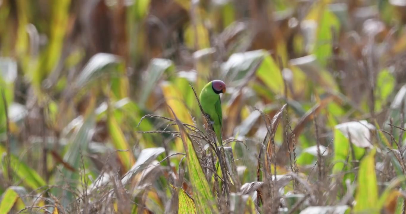 玉米地里的花头鹦鹉视频下载