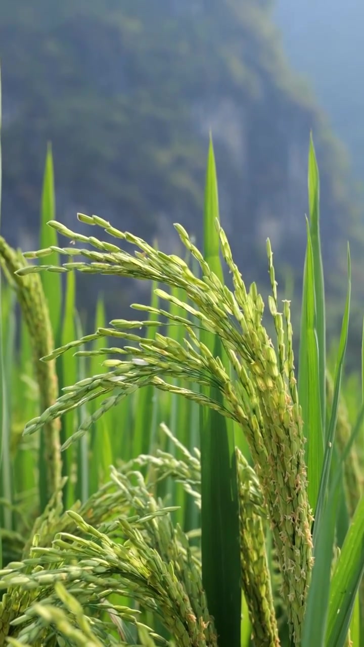 水稻的生长过程视频素材