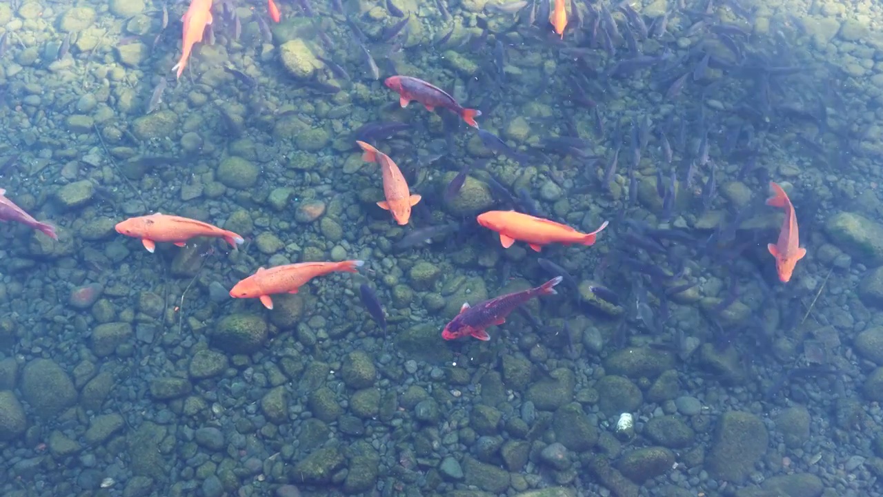湖中游泳的鱼-奥林匹克森林公园视频下载